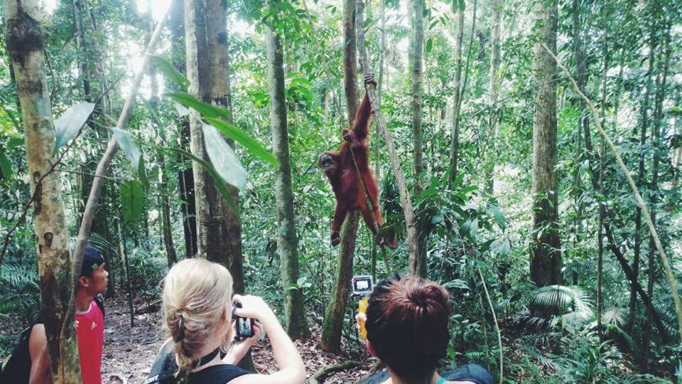 Orangutantreksumatra & Lovely Jungle Lodge Only Book If You Are Treking With Us ブキットラワン エクステリア 写真