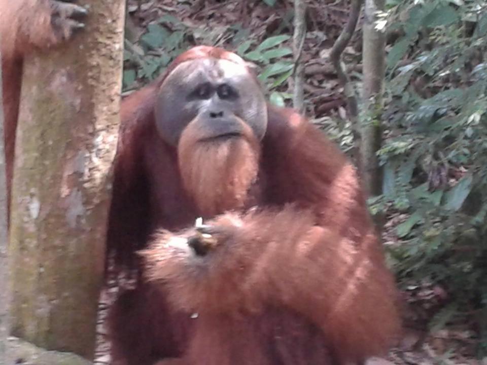Orangutantreksumatra & Lovely Jungle Lodge Only Book If You Are Treking With Us ブキットラワン エクステリア 写真