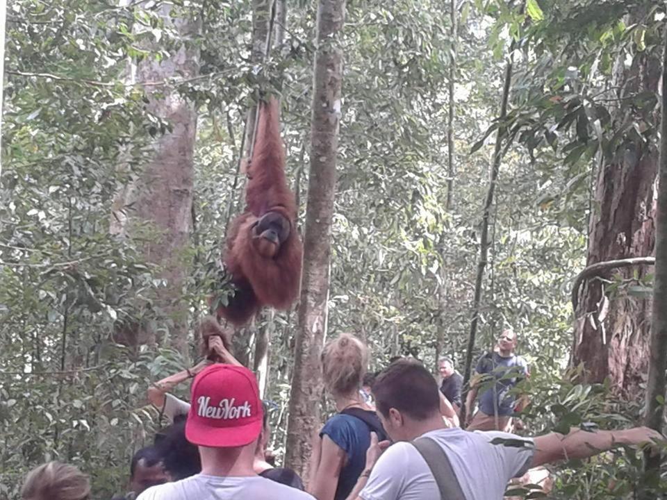 Orangutantreksumatra & Lovely Jungle Lodge Only Book If You Are Treking With Us ブキットラワン エクステリア 写真