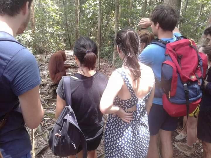 Orangutantreksumatra & Lovely Jungle Lodge Only Book If You Are Treking With Us ブキットラワン エクステリア 写真