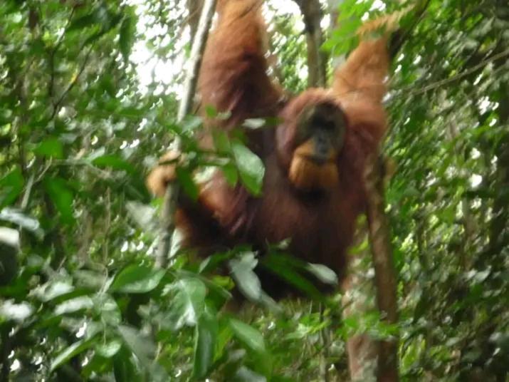 Orangutantreksumatra & Lovely Jungle Lodge Only Book If You Are Treking With Us ブキットラワン エクステリア 写真