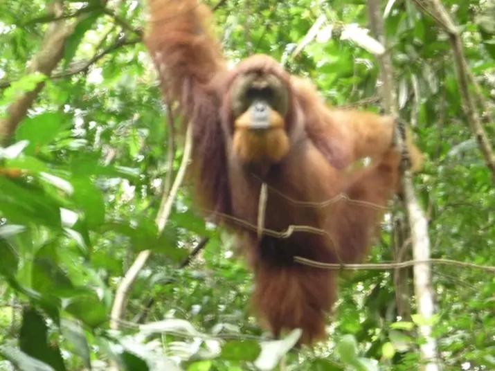 Orangutantreksumatra & Lovely Jungle Lodge Only Book If You Are Treking With Us ブキットラワン エクステリア 写真