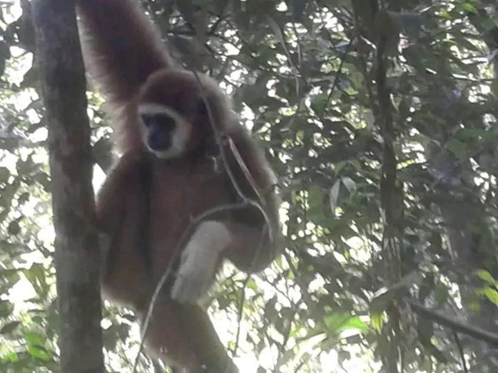 Orangutantreksumatra & Lovely Jungle Lodge Only Book If You Are Treking With Us ブキットラワン エクステリア 写真