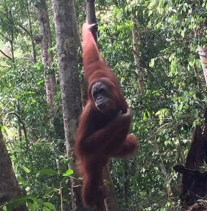 Orangutantreksumatra & Lovely Jungle Lodge Only Book If You Are Treking With Us ブキットラワン エクステリア 写真