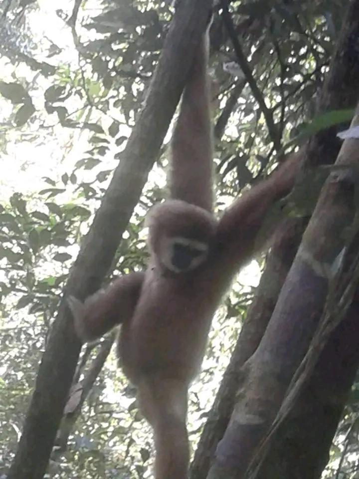 Orangutantreksumatra & Lovely Jungle Lodge Only Book If You Are Treking With Us ブキットラワン エクステリア 写真
