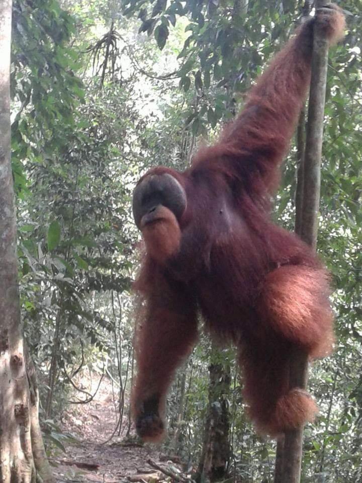Orangutantreksumatra & Lovely Jungle Lodge Only Book If You Are Treking With Us ブキットラワン 部屋 写真