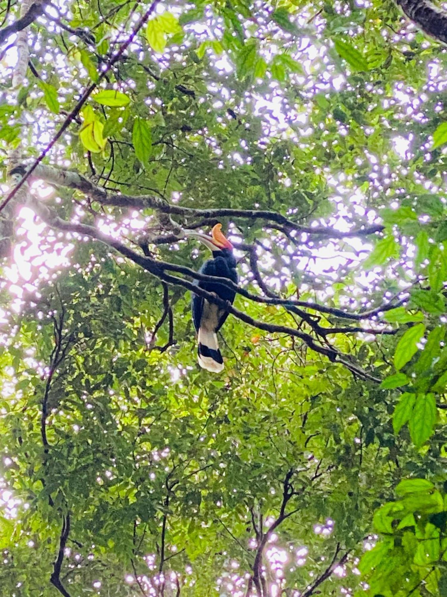 Orangutantreksumatra & Lovely Jungle Lodge Only Book If You Are Treking With Us ブキットラワン エクステリア 写真