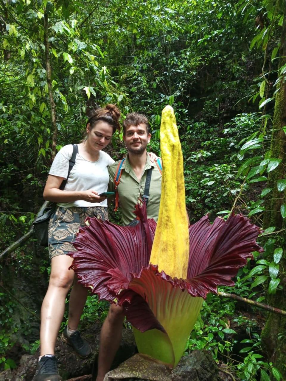 Orangutantreksumatra & Lovely Jungle Lodge Only Book If You Are Treking With Us ブキットラワン エクステリア 写真