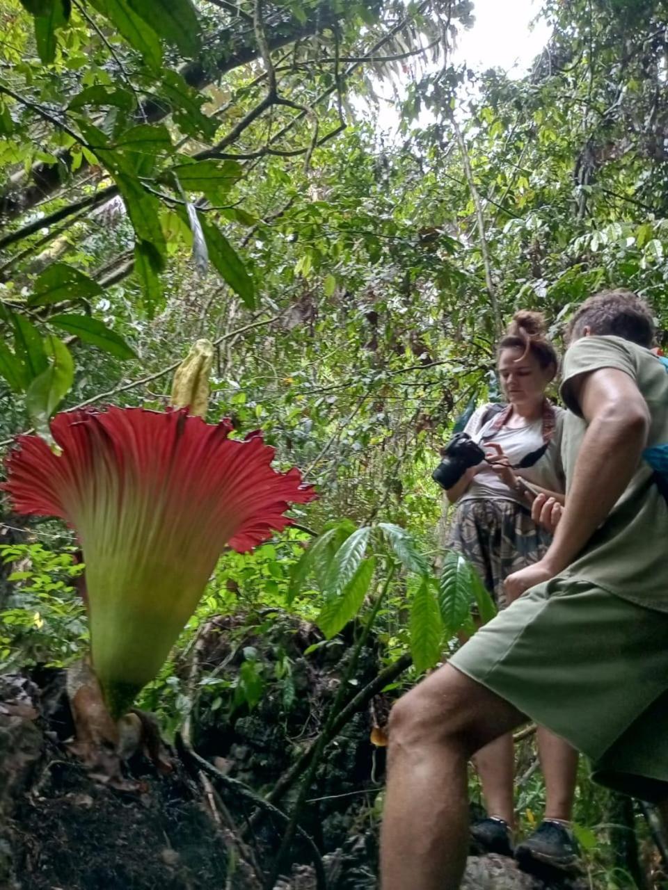 Orangutantreksumatra & Lovely Jungle Lodge Only Book If You Are Treking With Us ブキットラワン エクステリア 写真